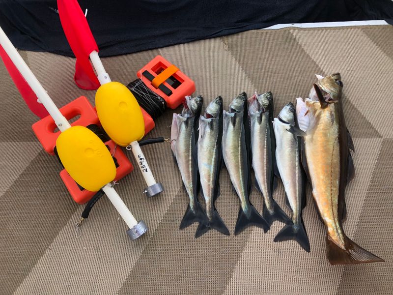  5 stuks Autosett Medium